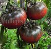 Seminte tomate Black Russian 100buc.