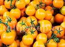 Seminte tomate Figiel 200buc.