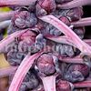 Seminte varza bruxelles Red Sprout 500buc.