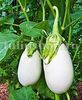 Seminte vinete Halflong White 200buc.