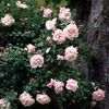 new-dawn-cants-roses