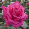 6165-rosier-lolita-lempicka-meizincaro