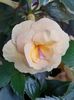 RF’s Tropicana