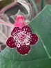 Blackberry Butterfley