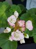 Happy Appleblossom
