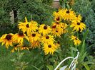 Rudbeckia