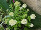 Hortensia paniculata