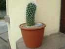 Mammillaria sp.
