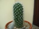 Mammillaria sp.