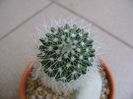 Mammillaria sp.