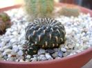 Sulcorebutia heinzii