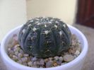 Gymnocalycium ragonesei
