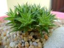 Deuterocohonia brevifolia