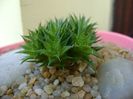 Deuterocohonia brevifolia