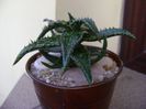 Aloe somaliensis
