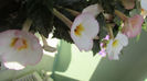 Vie en rose