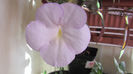 Cattleya light