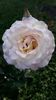IMG-20190712-WA0037