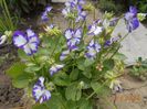 viola pubescens Rebecca Cawthorn