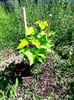 Catalpa aurie