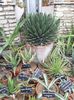 Agave si altele