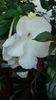 Jay Dee Large White