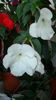 Jay Dee Large White