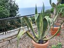 Agava americana variegata