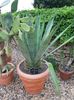 Aloe