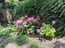 Hortensie roz intens