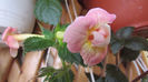 Rf_s Tequila Sunrise