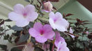 Peach Blossoms