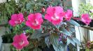 Rosy frost