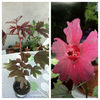Hibiscus Cranberry-Vândut!