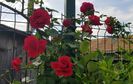 20180512_095207 (2)
