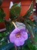 Achimenes Electra