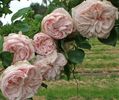 -roses Souvenir de la Malmaison