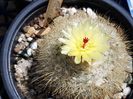 Notocactus scopa