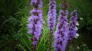 Liatris spicata