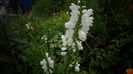 Physostegia virginiana