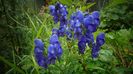 Aconitum(omag de vara)