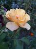 20190718_183454(0)