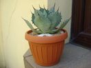 Agave guadalajarana