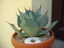 Agave guadalajarana
