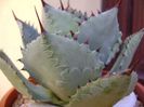 Agave guadalajarana