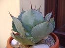 Agave guadalajarana