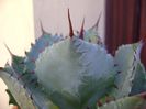Agave guadalajarana