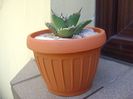 Agave titanota