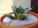 Agave titanota