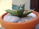 Agave titanota